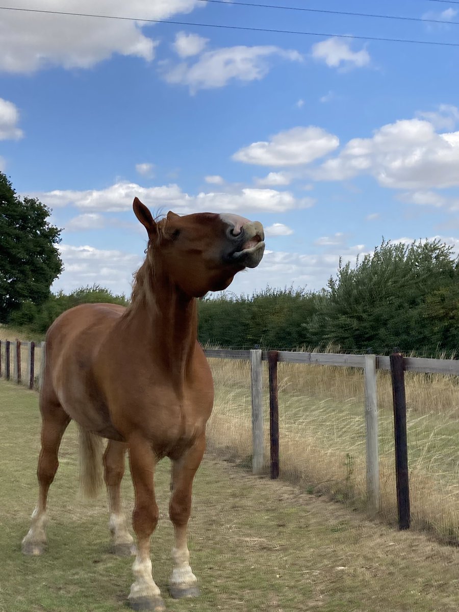 archiesauraus's tweet photo. Dad (at about 2pm) 'Hi Dude, shall we go hack with your mates?'
Obvs I am not as green as I'm cabbage looking so eyed him with suspicion after yesterdays betrayal. #ImNotFallingForThat
Turned out it was legit, there were even whoo hoolies! #Forgiven https://t.co/iPgpbJP1wH