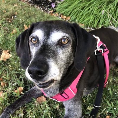 lynn2wine's tweet photo. In memory and in honour of our sweet, lovely Maggie 🌷🌹🌺🌸🌼🌻❤️🌈#NewProfilePic https://t.co/a5eBQ4gKH8