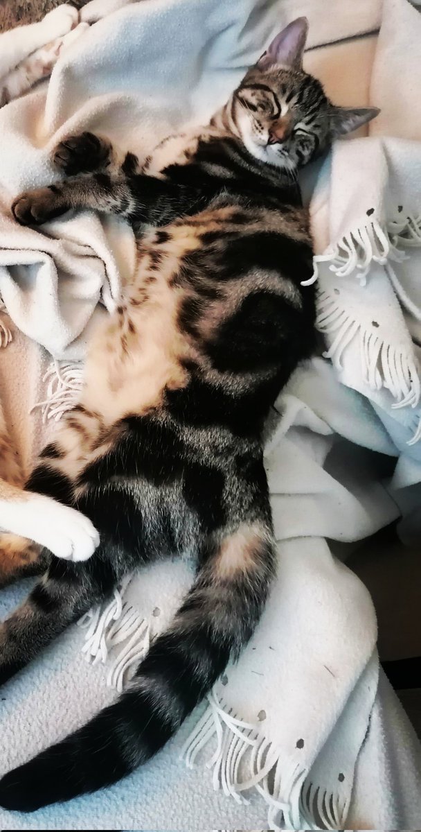 Frédéric Kieffer tweet media