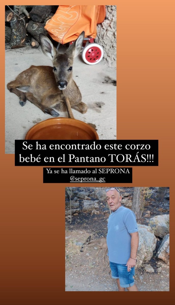 Torasisimo's tweet photo. 🦌 estaba en el pantano de #toras, consecuencias del #IFtoras https://t.co/5lGu5CRyM0