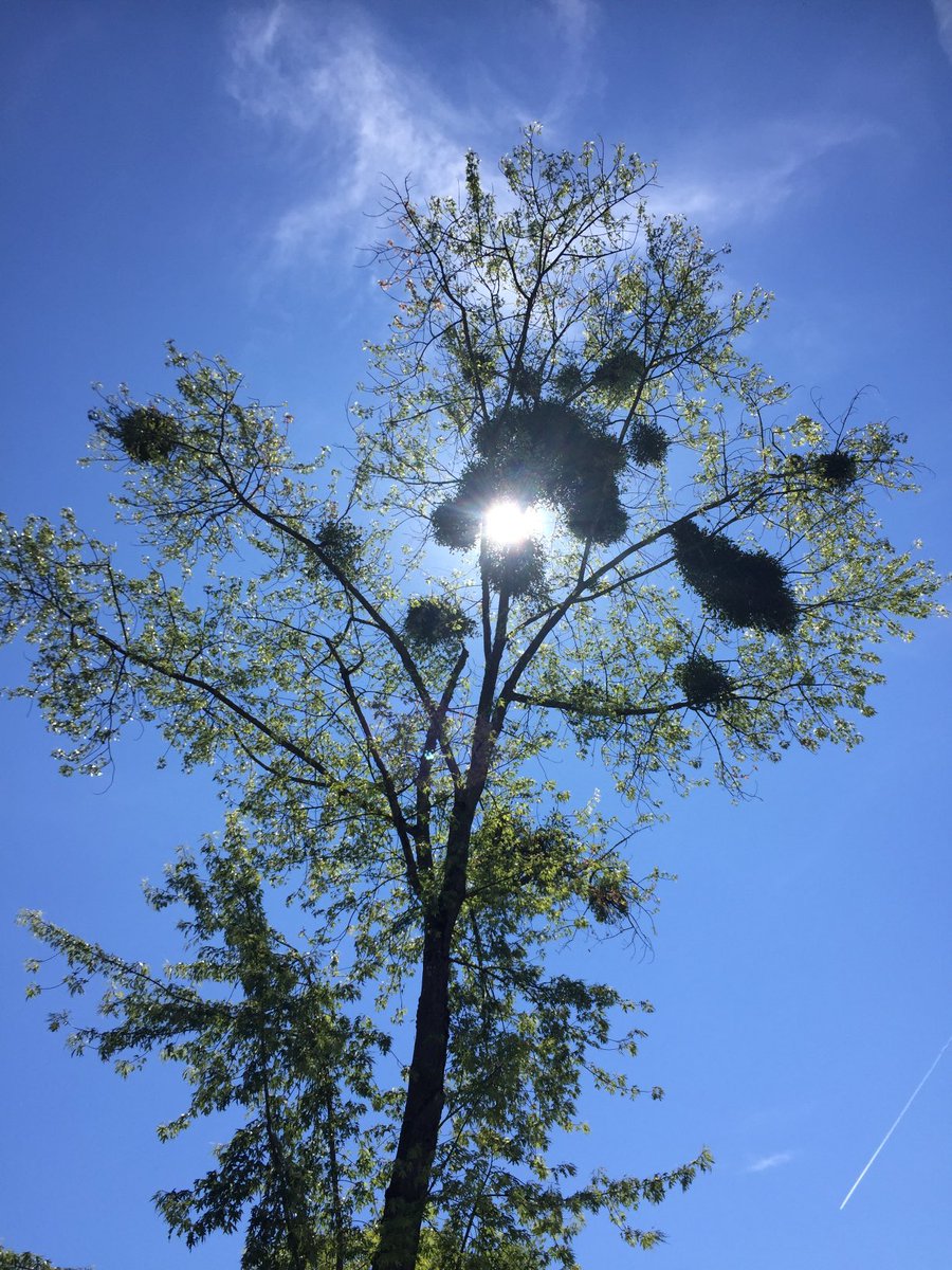 GmurHelen's tweet photo. https://t.co/meJoiY7JXQ #WoW #addingkm #run #walk #stayfit #outsideisfree #glorioussunshine #Genevacountryside #Switzerland #🇨🇭 #Genthoud #Belvue #beautiful #gorgeous https://t.co/Yfl5Lggiw2