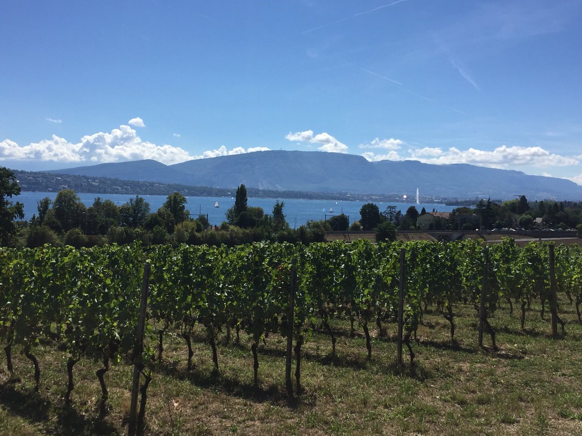GmurHelen's tweet photo. https://t.co/meJoiY7JXQ #WoW #addingkm #run #walk #stayfit #outsideisfree #glorioussunshine #Genevacountryside #Switzerland #🇨🇭 #Genthoud #Belvue #beautiful #gorgeous https://t.co/Yfl5Lggiw2