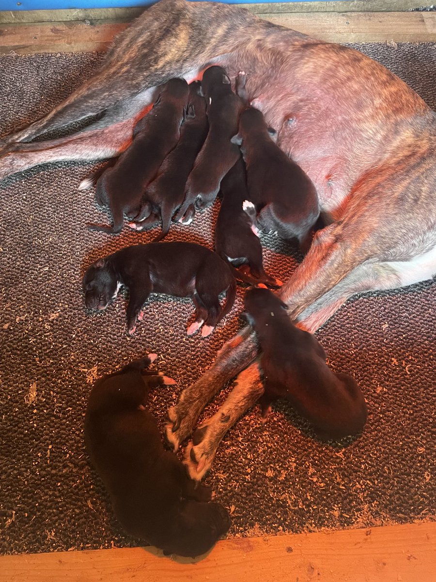 8 beautiful pups 5 days old ICE ON FIRE  X ASHBANK MEGAN . 6 dogs 2 bitches absolutely full to the brim with milk 💙