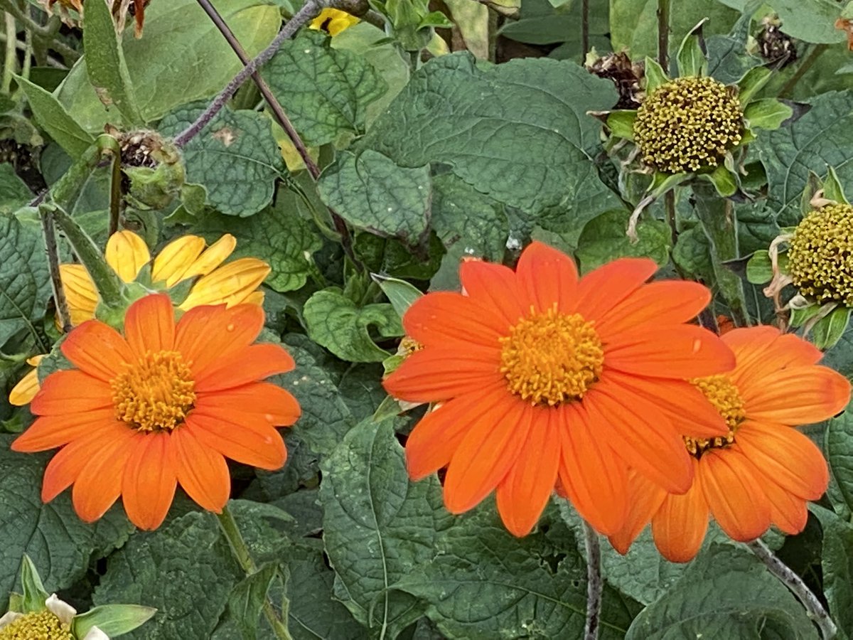 myvisionoflife1's tweet photo. 🌱🌱🌱 Tithonia rotundifolia, red #sunflower or #Mexican sunflower, is a #plant in the family #Asteraceae, which is #native to the warmer & moister parts of North #America. #nature #naturephotography #view #life #lifestyle #advantures #experience #plants #madison #wisconsin #usa https://t.co/be8unRtZeF