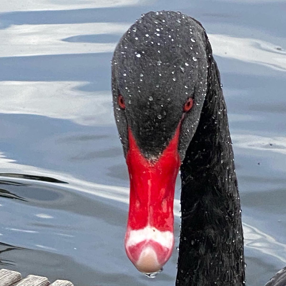 Deze zwarte zwaan kwam vanmiddag langs bij ons. Wat een prachtige beesten zijn dat, met die rode ogen.