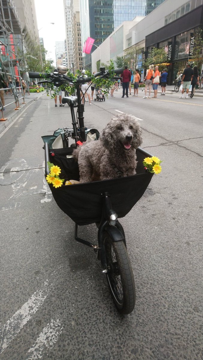 The threat of rain couldn't keep people away from enjoying @OpenStreetsTO today. Toronto really needs to host this every Sunday from May to October. And Mozzie in a #cargobike is a media magnet when @globalnewsto flagged me down to speak with them. #BikeTO #TOpoli
