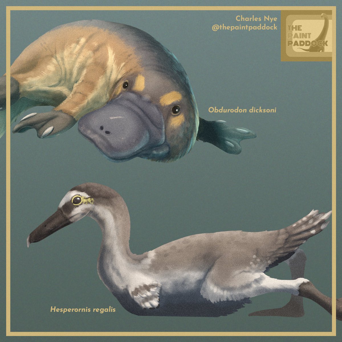 thepaintpaddock's tweet photo. Two extinct aquatic critters: #Obdurodon and #Hesperornis! I’ve been excited to illustrate some new species for my personal catalog. It’s really been pushing me out of my artistic comfort zone (in a good way). https://t.co/uvIyJ2wQ2s