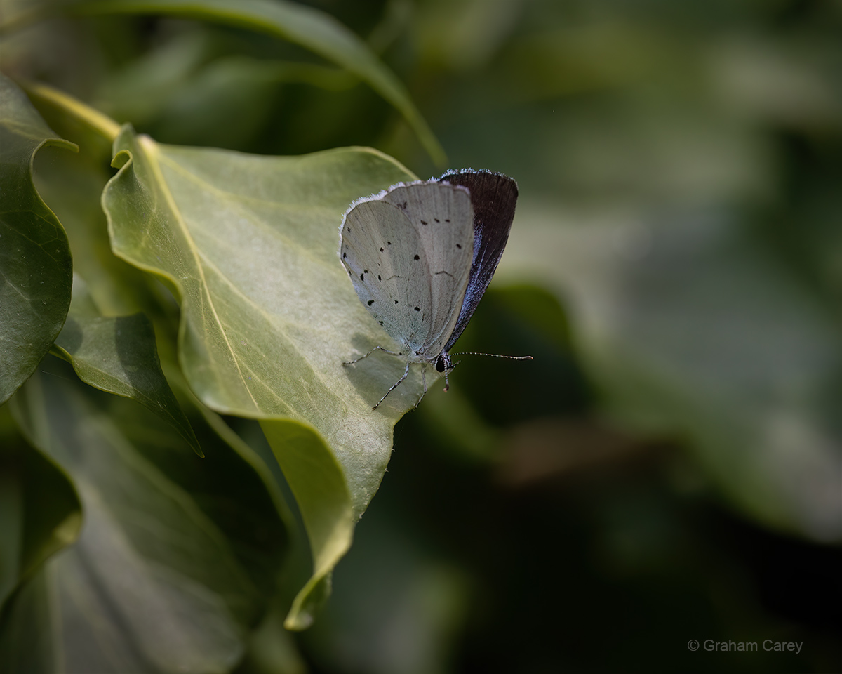 GrahamsPics's tweet image. It looks like a good year for Holly Blue butterflies with several laying eggs on the base of the ivy buds in our Chertsey garden. This is one of their beautiful eggs measuring 1/4 mm in diameter and a real challenge to photograph. Indredibly intricate on a minute scale.