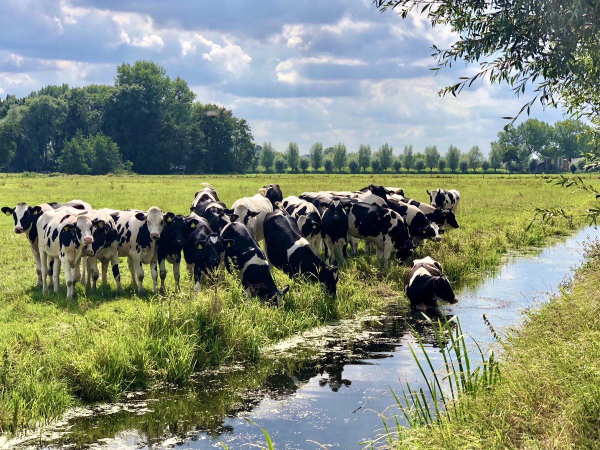 Bert Veldman (@bigbirdfoto) on Twitter photo 