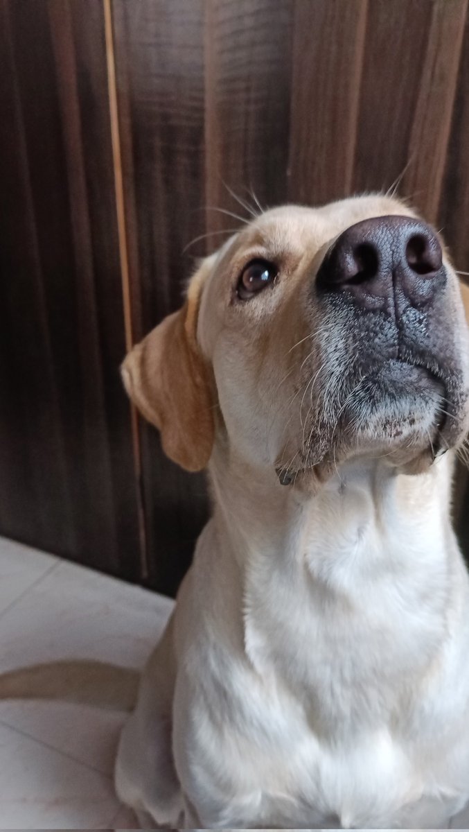 manjiree_56's tweet photo. He's a 10 but hates dogs,! Duh, he's a minus 🐾
#dogsoverdudes #itiswhatitis #dogpersonforlife #love https://t.co/K51i7vr5sW