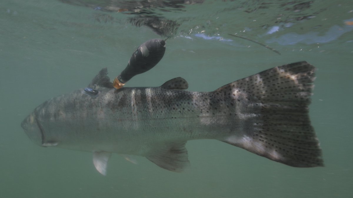 Our new study details the ocean migrations of steelhead. We tracked 63 fish from southeast Alaska, some 3000 km down the Aleutian archipelago! 
#fish #trout #rainbow #salmon #ocean #science #migration #climate #Alaska #Pacific
link.springer.com/article/10.100…