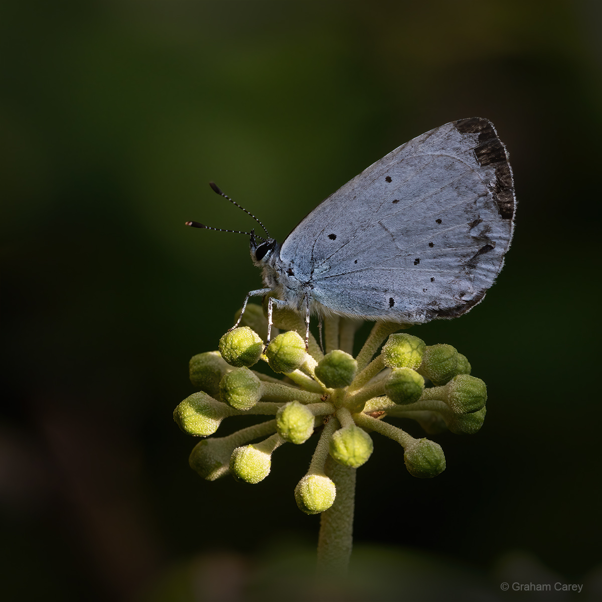 GrahamsPics's tweet image. It looks like a good year for Holly Blue butterflies with several laying eggs on the base of the ivy buds in our Chertsey garden. This is one of their beautiful eggs measuring 1/4 mm in diameter and a real challenge to photograph. Indredibly intricate on a minute scale.
