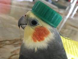 Speedblox's tweet image. 