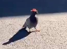 Speedblox's tweet image. 