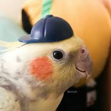 Speedblox's tweet image. 