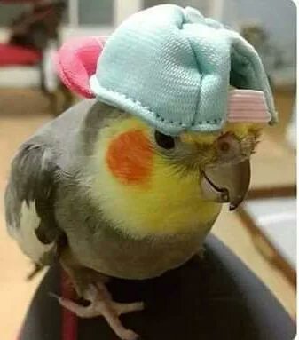 Speedblox's tweet image. 