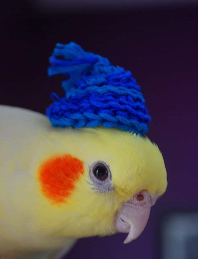 Speedblox's tweet image. 