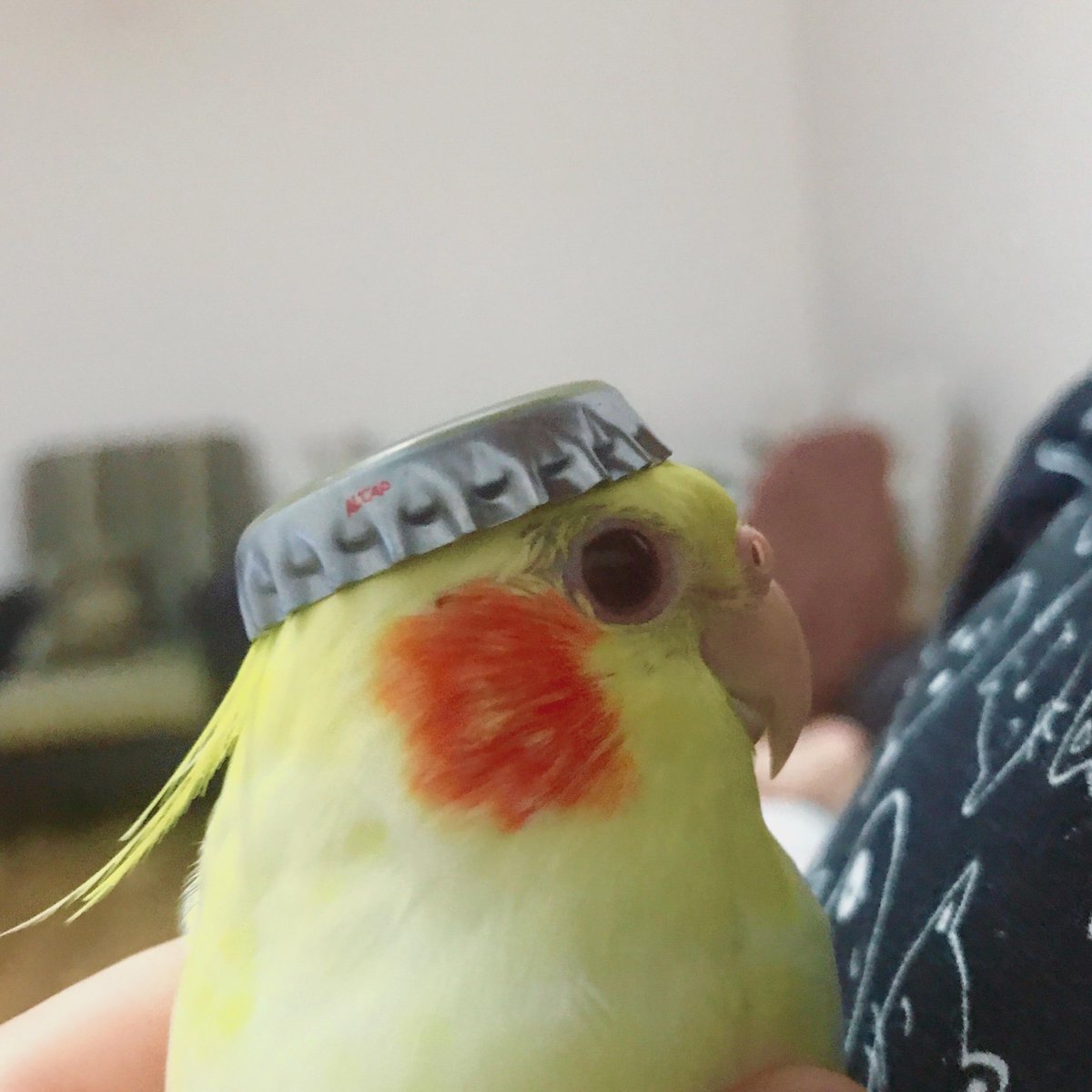 Speedblox's tweet image. 