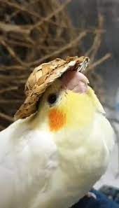 Speedblox's tweet image. 