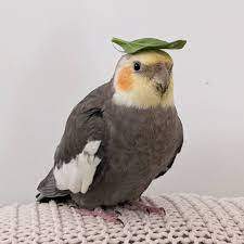 Speedblox's tweet image. 