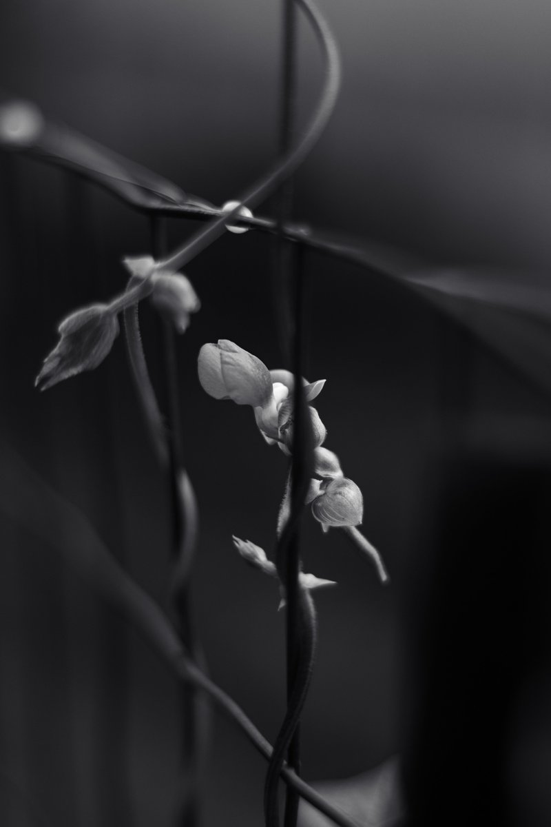D_DRoseberry's tweet photo. Spoken word poetry and description for my very first @manifoldxyz  edition - 'Fabaceae' 🌿

A thread🧵🪡 with links at the end. 
Please RT/QT, thank you.🙏

#garden #permaculture #photography 
#nft #nftart $ETH #nftphotography 
#goldleafill #roseberryfoodforest #poem🌱 https://t.co/SuBp0RnOcs
