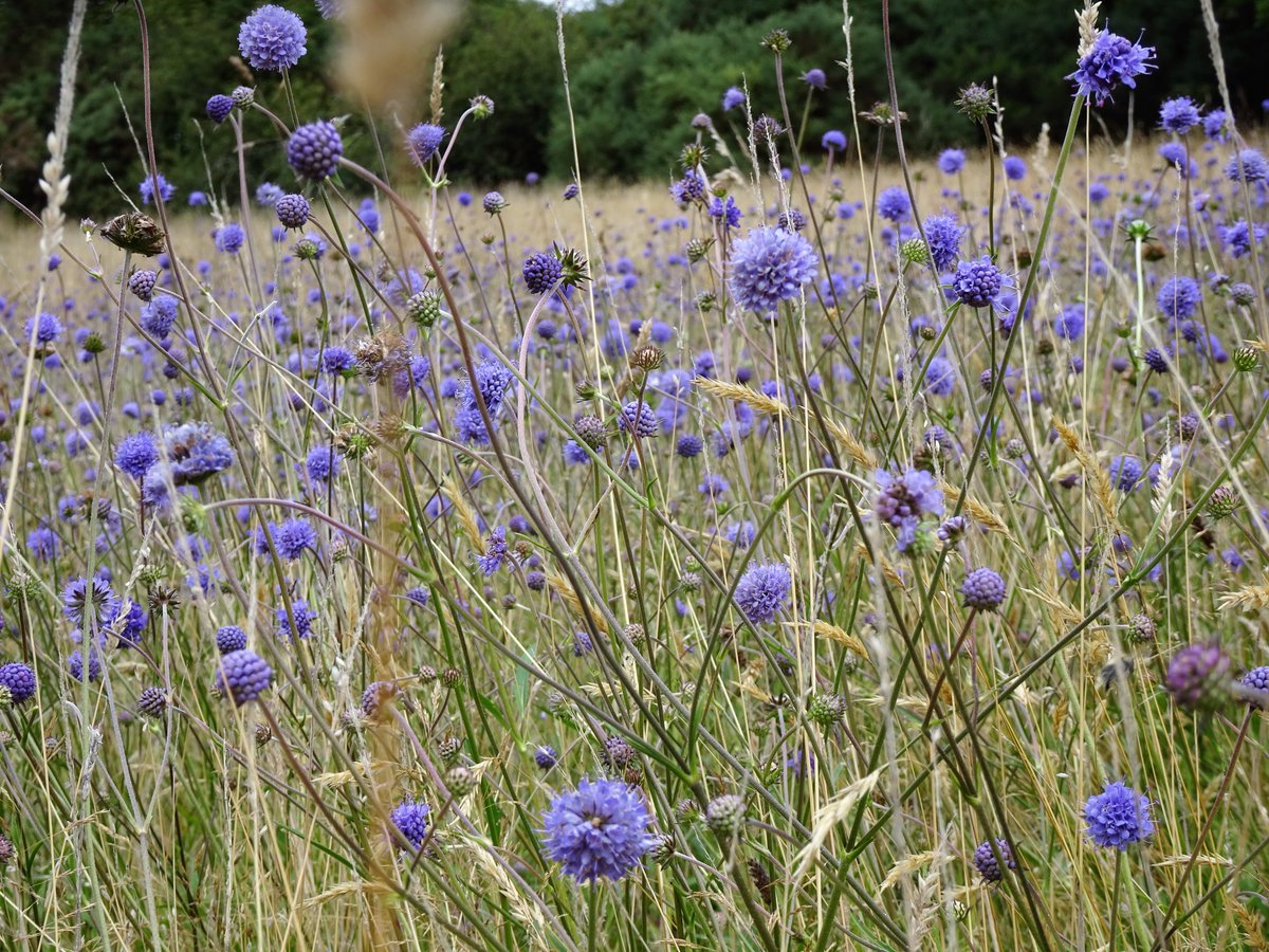 Tufters1's tweet photo. Devil's-bit scabious looking fabulous today 💜 🦋#WildFlowerhour #devilsbitscabious #Wildflowers https://t.co/tEY9LPuQob