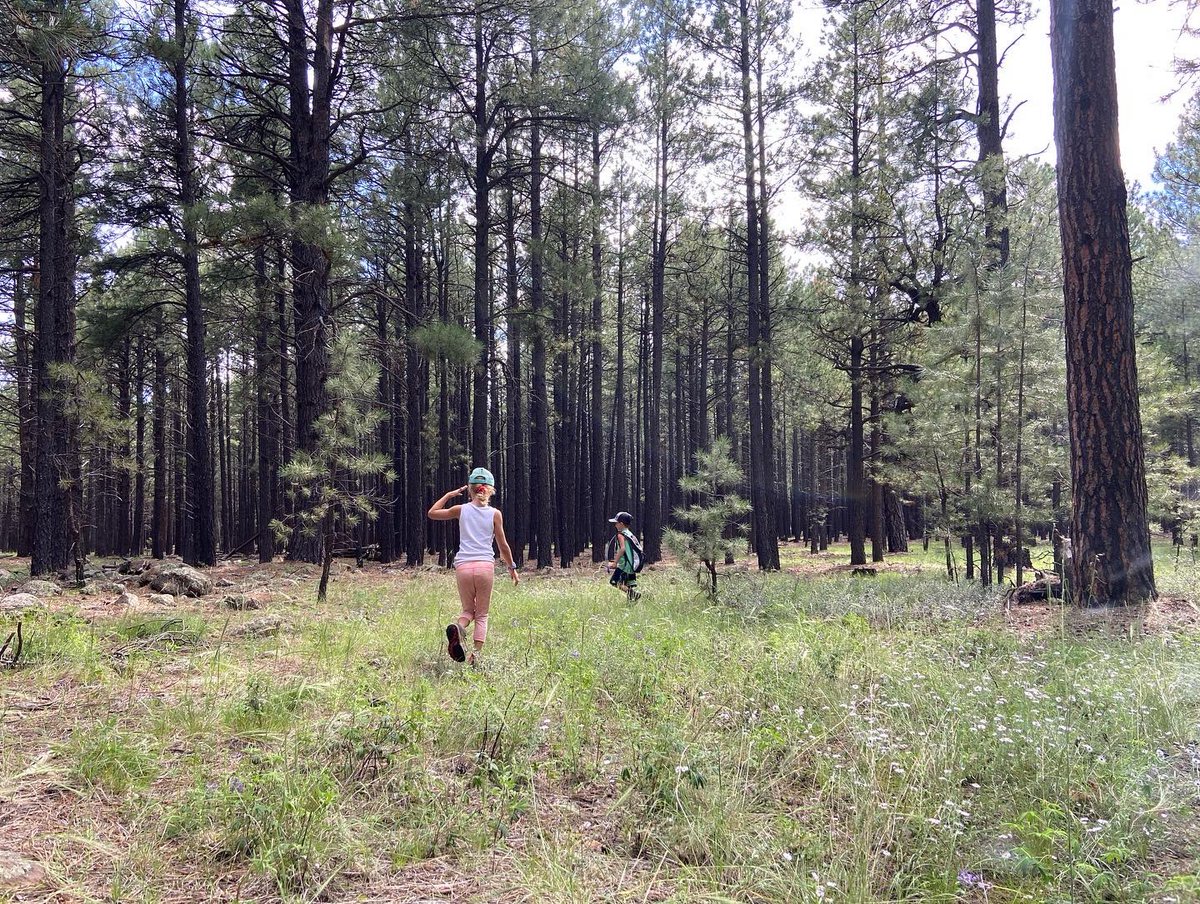 AZWanderings's tweet photo. Fun day of messing around in the woods 🍄 #foraging #lobstermushrooms https://t.co/rCPy7qPdE7