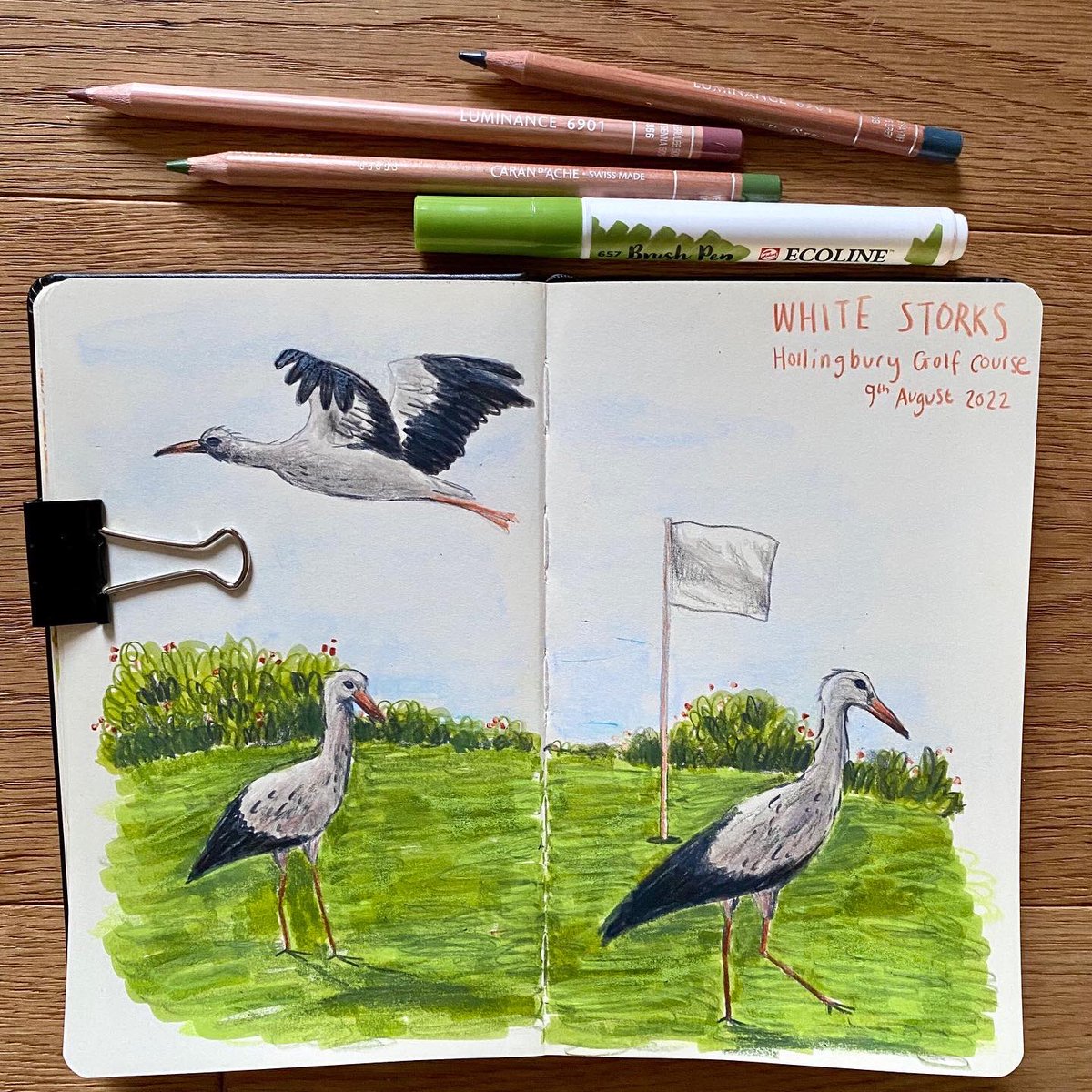 CDesignWild's tweet image. I’ve seen SO much about the white storks released from @kneppwilding a couple of weeks ago, and the thing that’s got me most excited is all the sightings of them in urban settings. Rewilding isn’t just for the countryside, it’s for people too. Thank you @whitestorkproject 💛