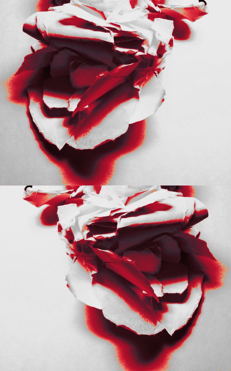 "Torn rose"