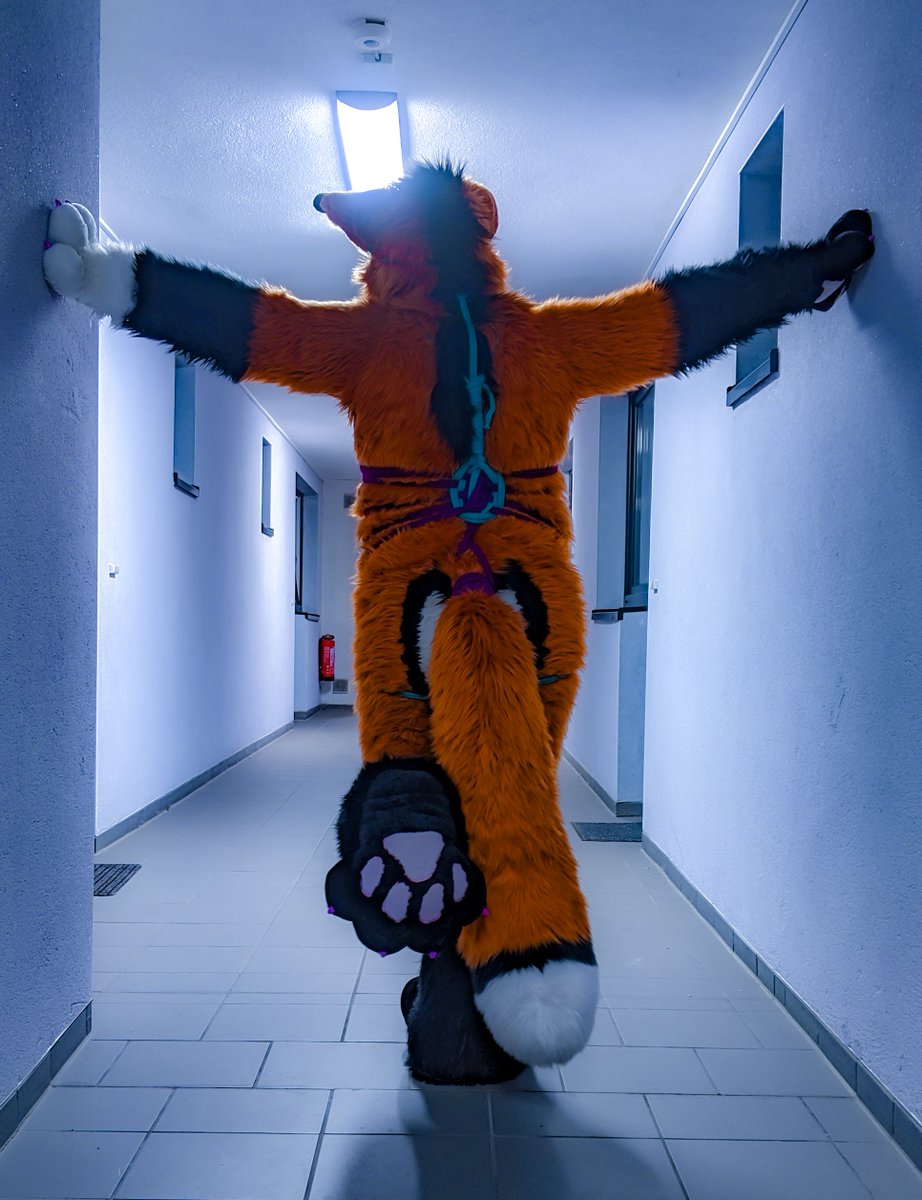 SocksLovingFox's tweet photo. More pictures of the shibari session with @rotfellfox 💙 for #ShibariSunday! #Bondage #RopeBondage #Fursuit #FursuitBondage #SoftSuiting https://t.co/em4Map9qto