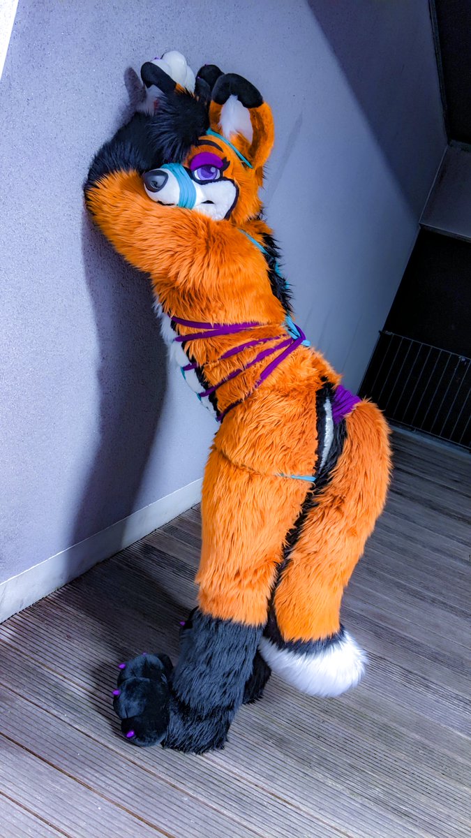 SocksLovingFox's tweet photo. More pictures of the shibari session with @rotfellfox 💙 for #ShibariSunday! #Bondage #RopeBondage #Fursuit #FursuitBondage #SoftSuiting https://t.co/em4Map9qto