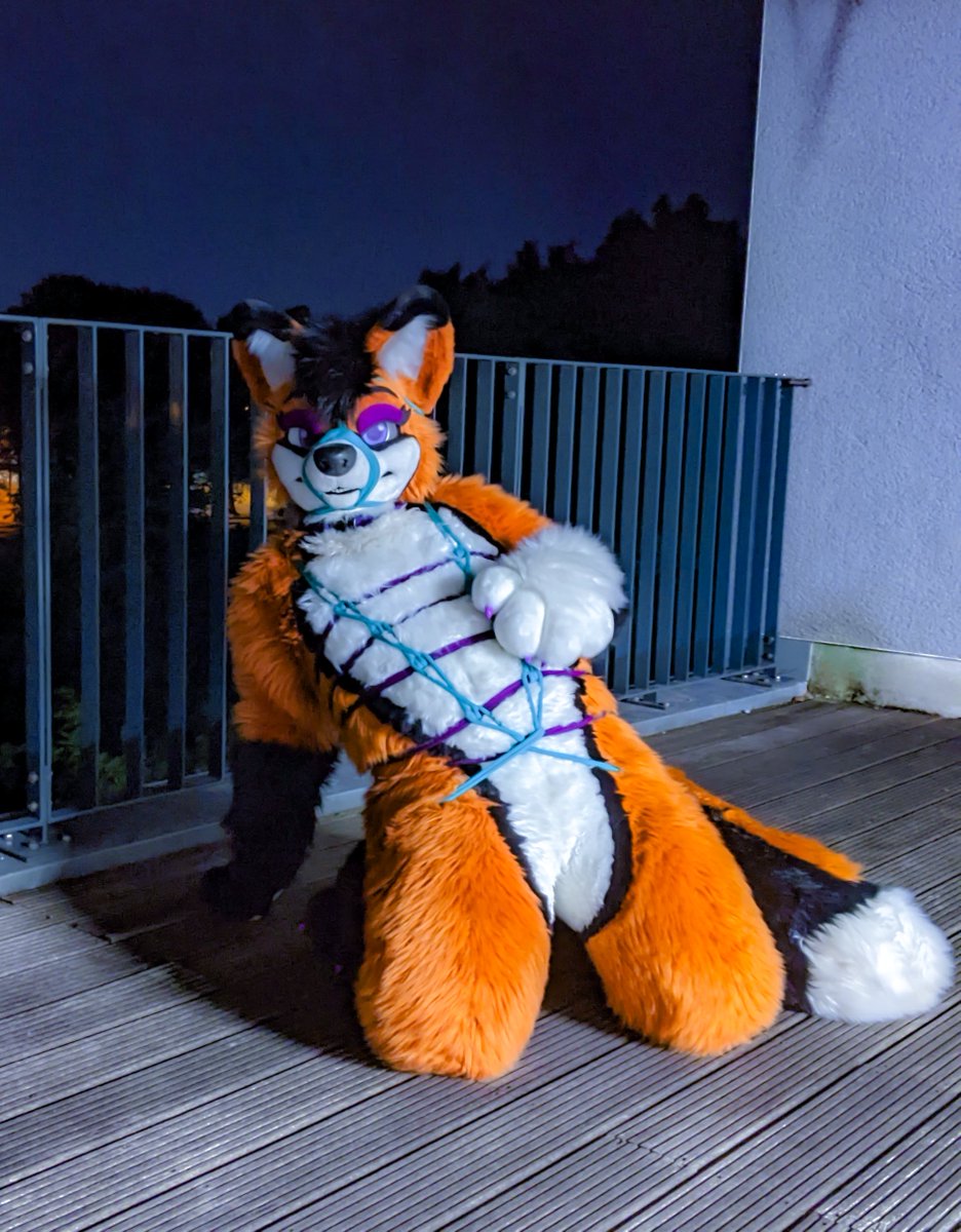 SocksLovingFox's tweet photo. More pictures of the shibari session with @rotfellfox 💙 for #ShibariSunday! #Bondage #RopeBondage #Fursuit #FursuitBondage #SoftSuiting https://t.co/em4Map9qto