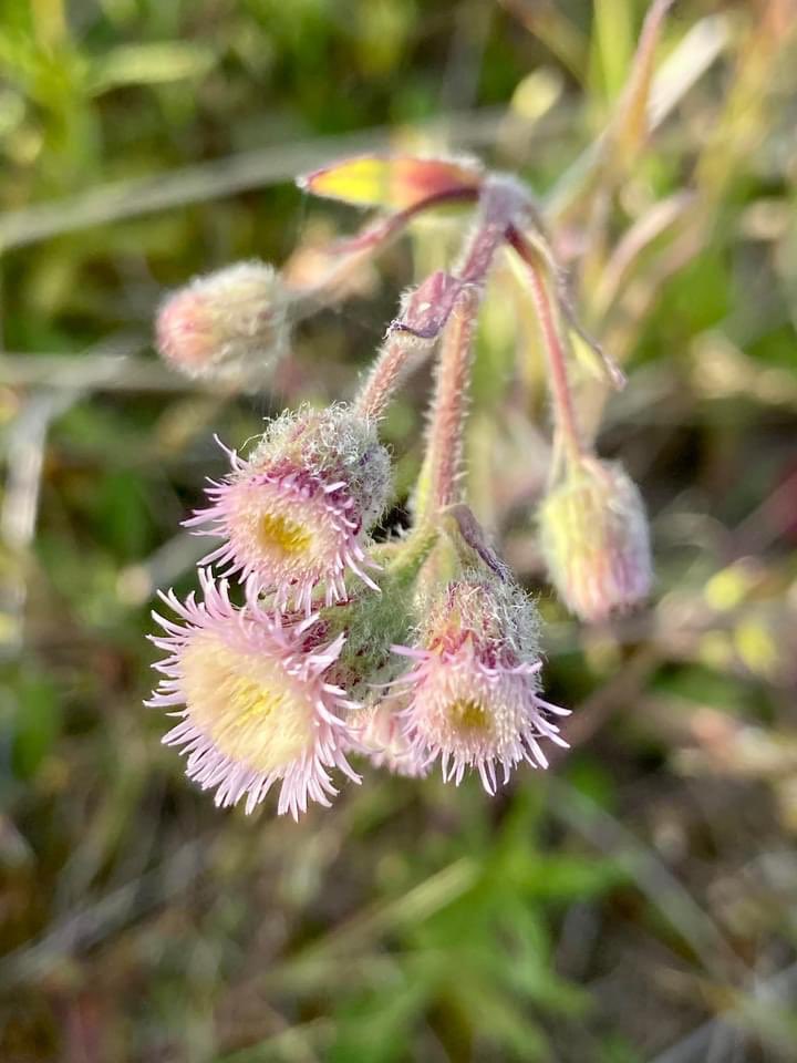 Another of my favourites that I didn’t really think was from the daisy family. What do I know. 😀#DaisyFamily #wildflowerhour @BSBIbotany  Blue Fleabane at Tentsmuir in June.