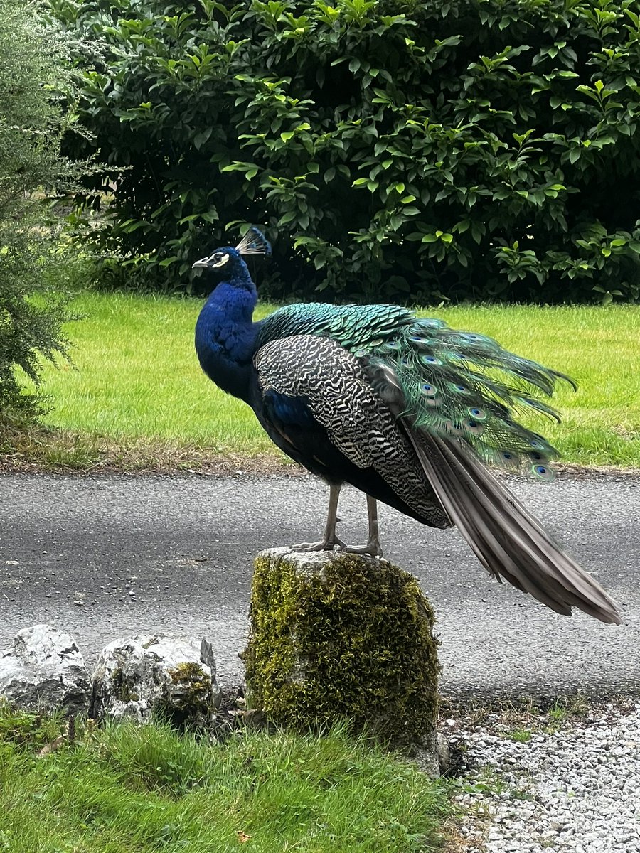 SteveHewett2's tweet photo. @dj_davepearce our Trance peacock.. https://t.co/KL6TaRsduH