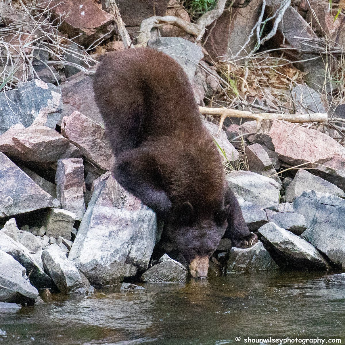 Black Bear getting an early morning drink. Colorado 8/21/2022. #colorado #coloradophotography #photography #wildlife #wildlifephotography #bear #bears #bearlovers #blackbear #blackbears #drink #drinking