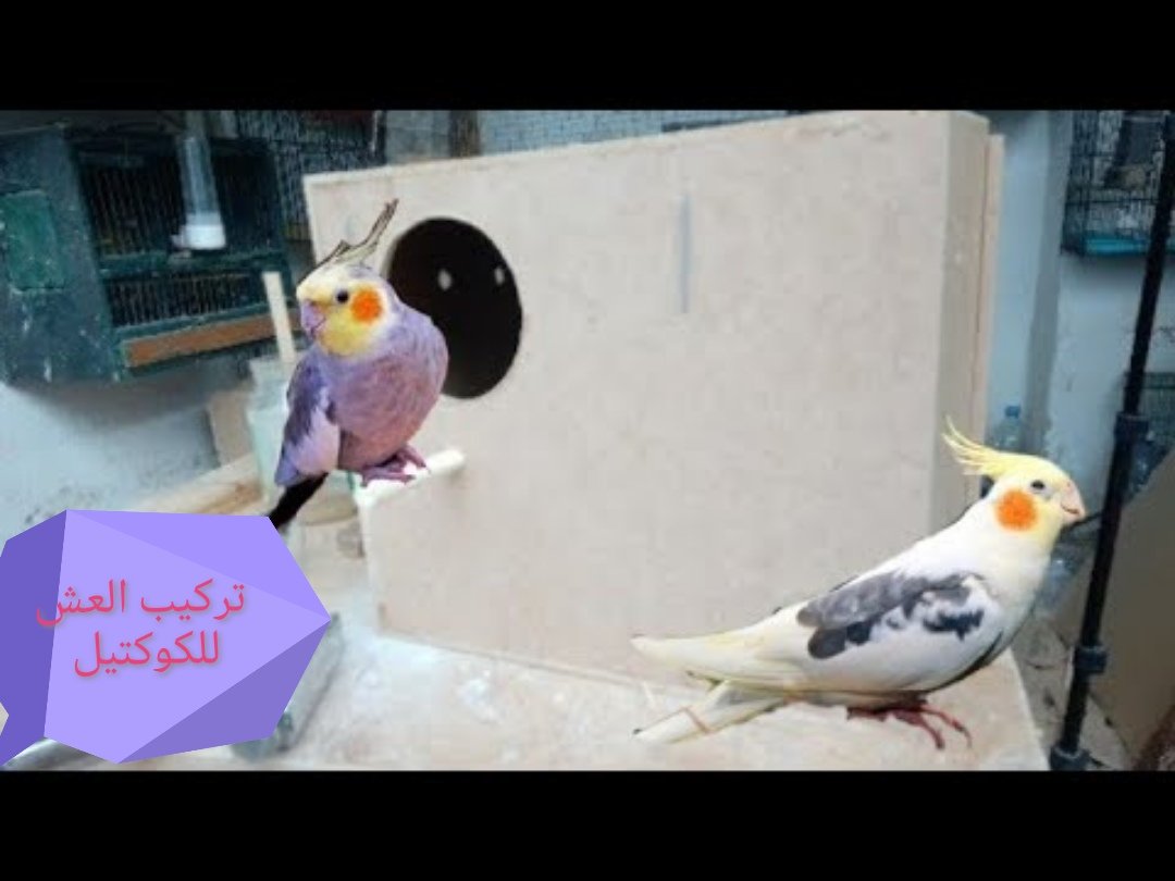 تركيب العش للكوكتيل بسهوله