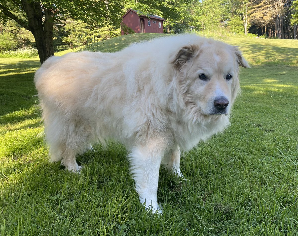 I'll always be haunted by Outlaw's last morning, wondering if that day was too soon or too late. Two hours after this moment, he was gone. Like my emotions, the photo has no filters. #Dog #dogsoftwitter <a href="/dogcelebration/">CelebrationOfDogs</a> <a href="/dogandpuplovers/">We love dogs. 🐕🐶😍</a> <a href="/ok32650586/">For the Love of Dogs❤️🐶❤️🌹</a>