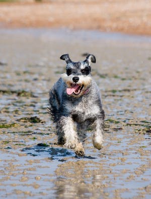 petsathouse7's tweet photo. #SchnauzersDogs
#dogs
#lovelydogs❤️ 
#petsdogs
#dogslover
#dogskeepersoffidelity
#dogskeeper 
https://t.co/R0ePmE9iFr https://t.co/jwRNROPdrb