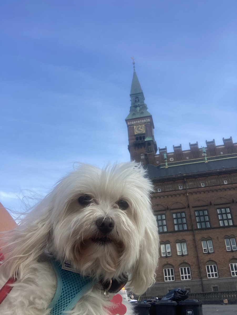 Jackmaltese2017's tweet photo. #hunddag at #tivoli! Great day and so many good dogs! A little sight seeing after! 
#dogday #Copenhagen https://t.co/nv8P2p2Fpz