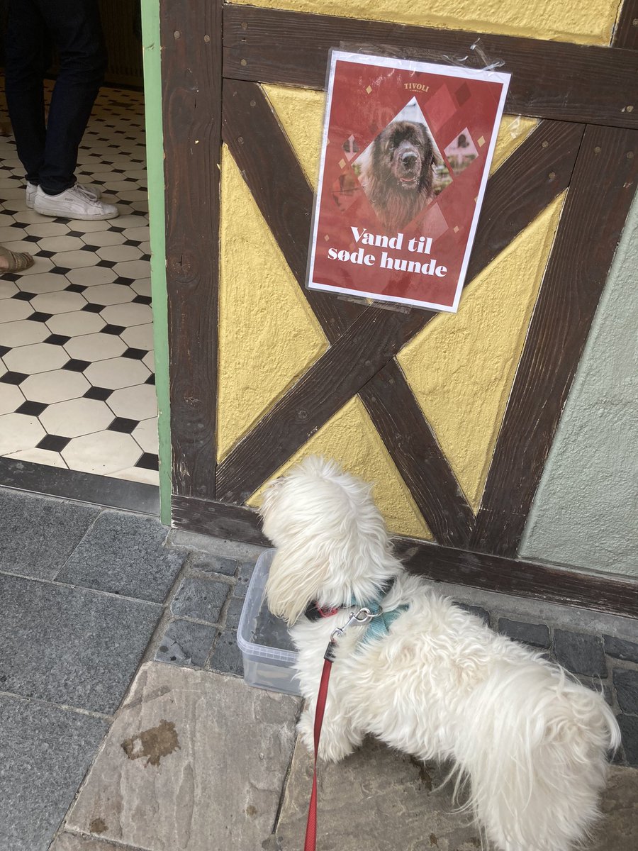 Jackmaltese2017's tweet photo. #hunddag at #tivoli! Great day and so many good dogs! A little sight seeing after! 
#dogday #Copenhagen https://t.co/nv8P2p2Fpz