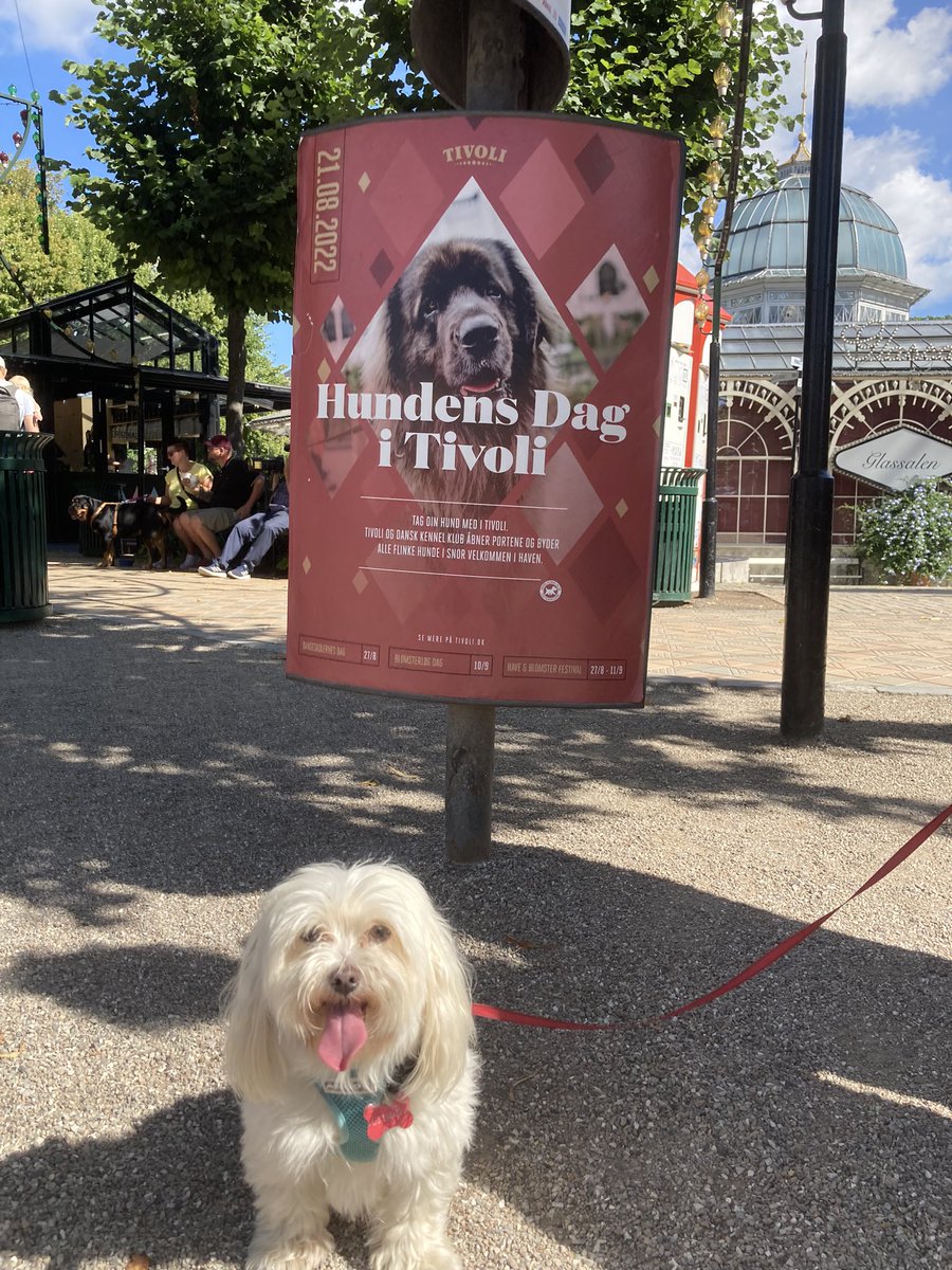 Jackmaltese2017's tweet photo. #hunddag at #tivoli! Great day and so many good dogs! A little sight seeing after! 
#dogday #Copenhagen https://t.co/nv8P2p2Fpz