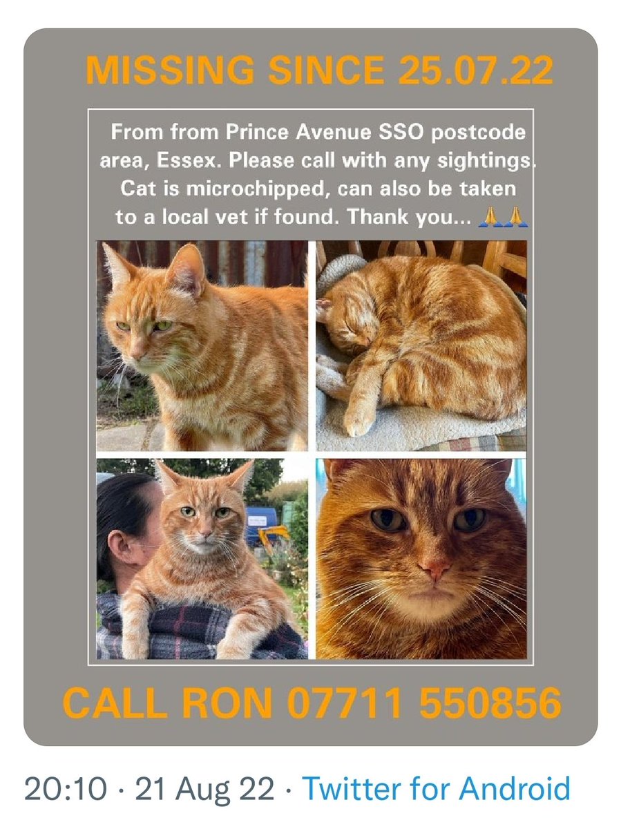 WrennHaye's tweet photo. @petsarefound : Has anyone seen my friend's cat. Missing from SS0 postcode, Essex. 

#MissingCat #petrescue #SS0 #Essex #Gingertabby #gingercat #foundcats @RSPCA_official #catsprotectionsouthend
#animalrescue #westcliffonsea #southendcity #leighonsea https://t.co/NCffMwg8eN