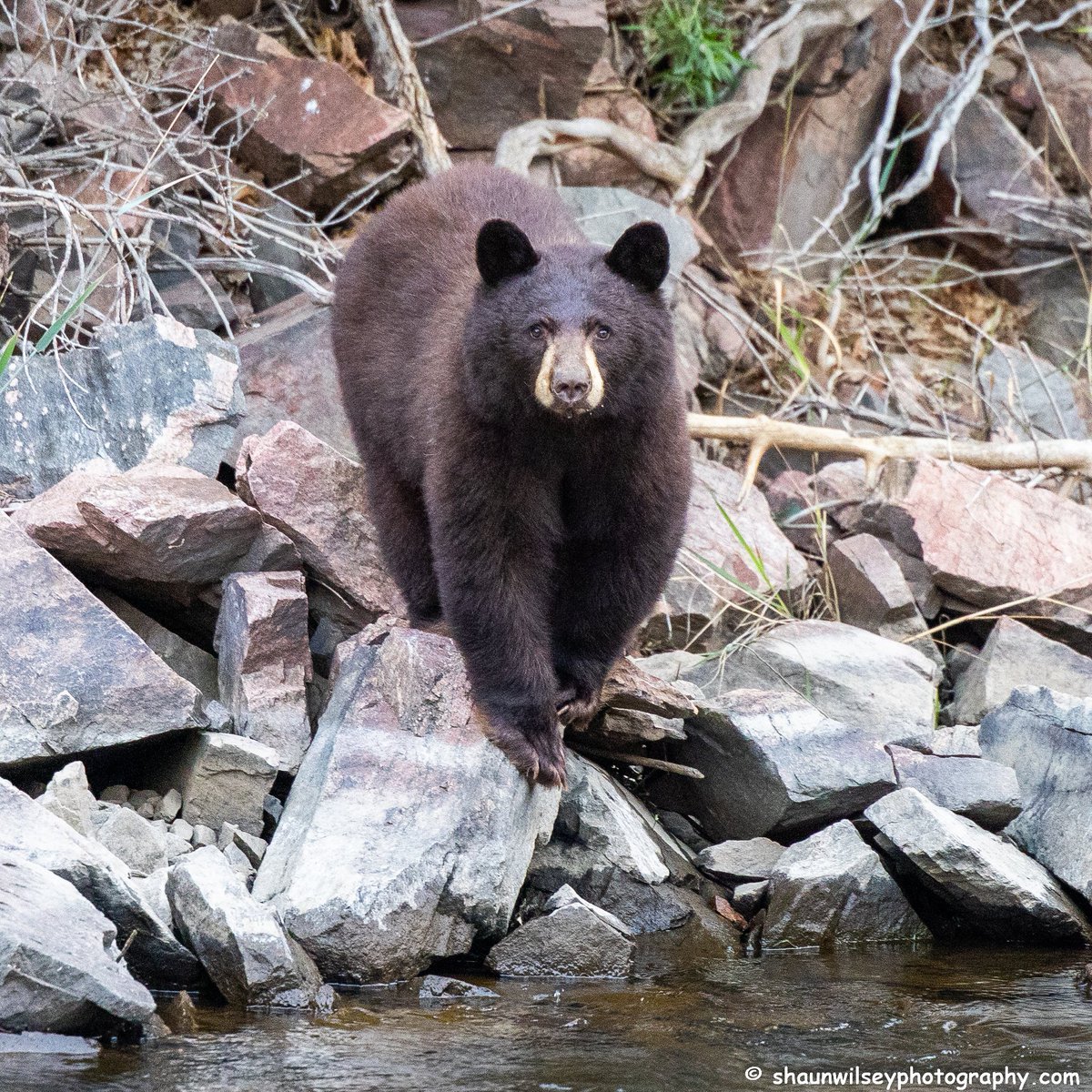 Black Bear after getting a drink. Colorado 8/21/2022. #colorado #coloradophotography #photography #wildlife #wildlifephotography #bear #bears #bearlovers #blackbear #blackbears #curious