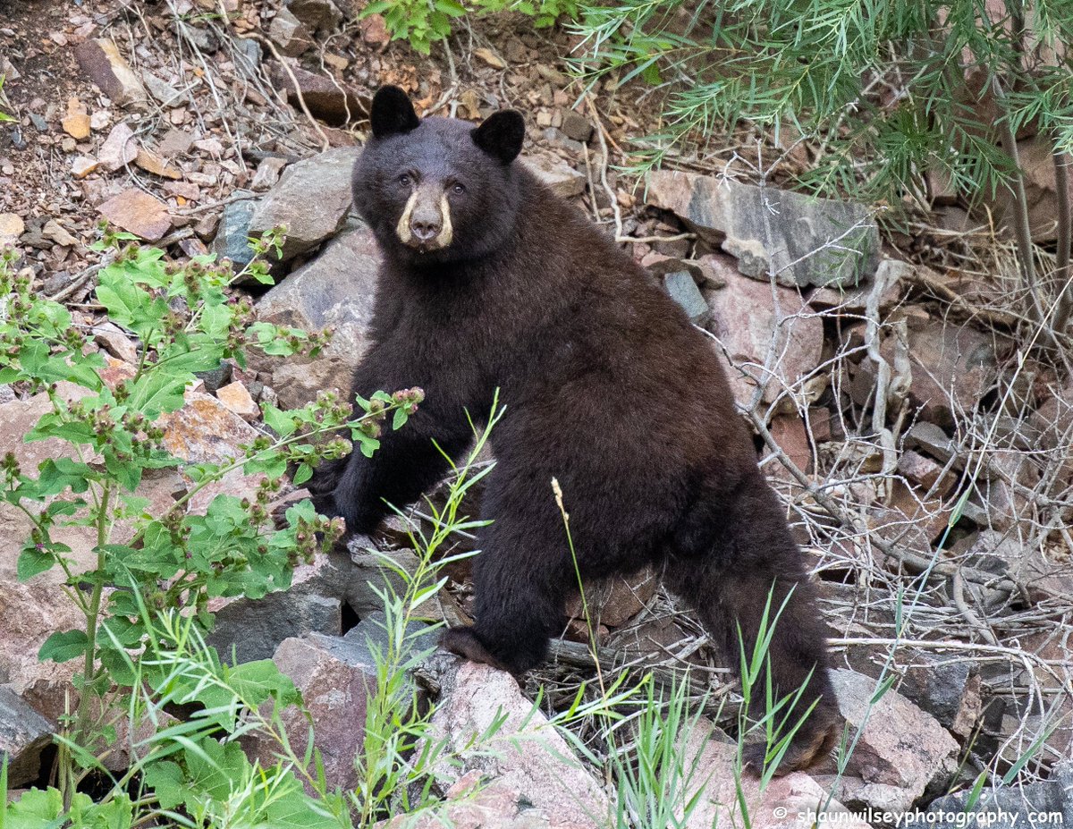 Black Bear looking back after getting a drink. Colorado 8/21/2022. #colorado #coloradophotography #photography #wildlife #wildlifephotography #bear #bears #bearlovers #blackbear #blackbears #curious