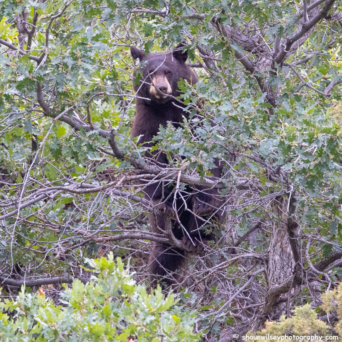 Black Bear watching the photographer while it eats some acorns. Colorado 8/21/2022. #colorado #coloradophotography #photography #wildlife #wildlifephotography #bear #bears #bearlovers #blackbear #blackbears #curious