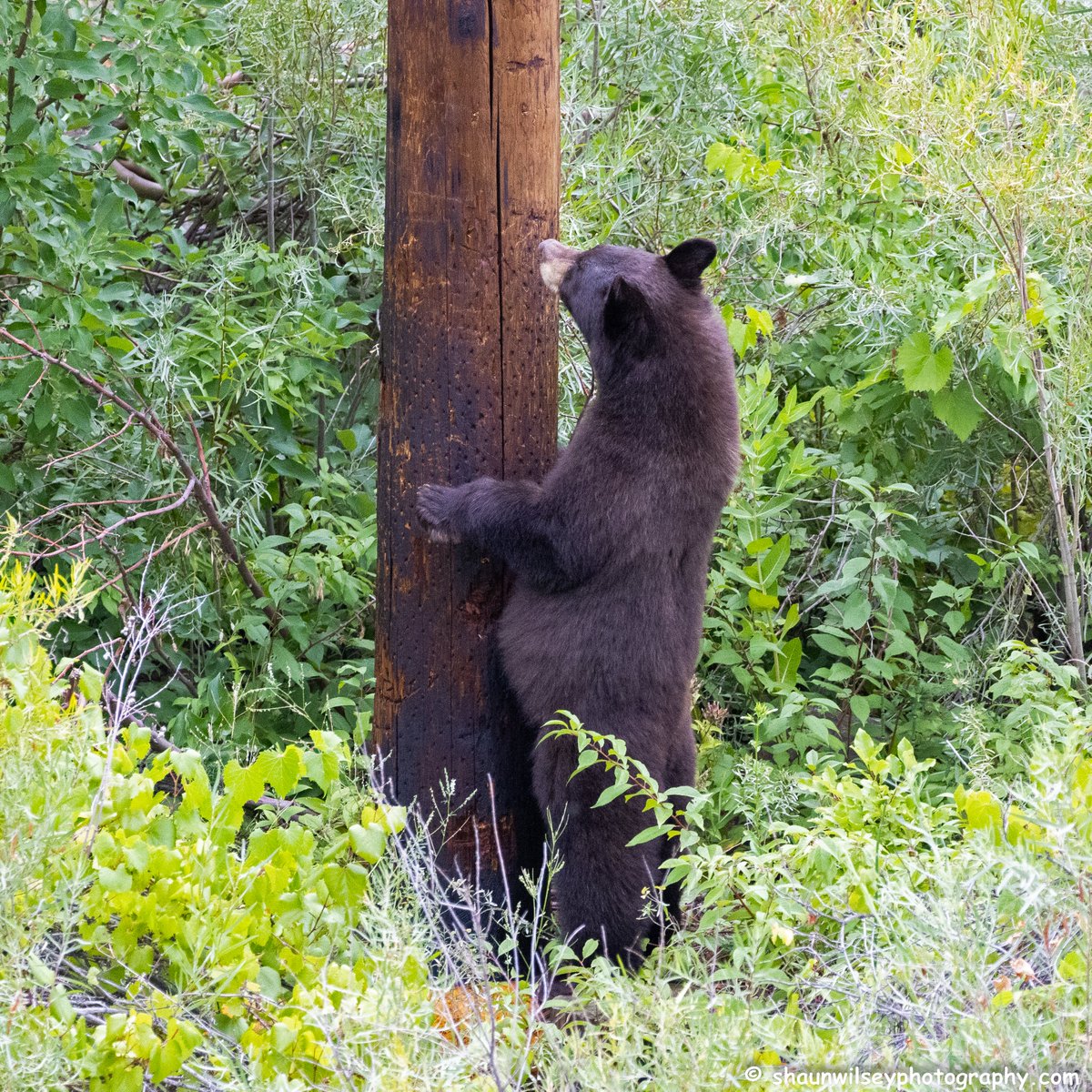 Black Bear contemplating climbing up this power pole. Colorado 8/21/2022. #colorado #coloradophotography #photography #wildlife #wildlifephotography #bear #bears #bearlovers #blackbear #blackbears
