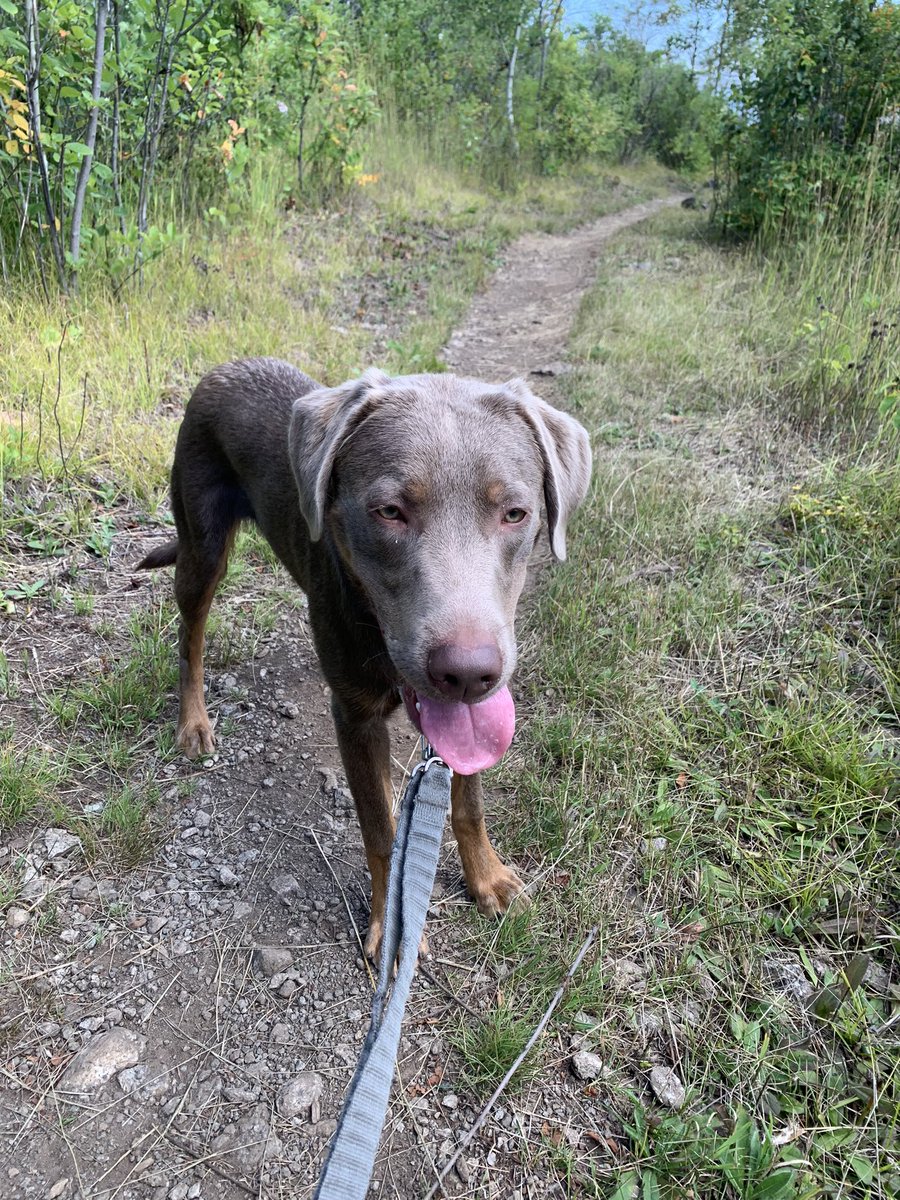 Carl is a stellar hiking buddy. #ElysPeak on Friday, #BrewerLoop today.