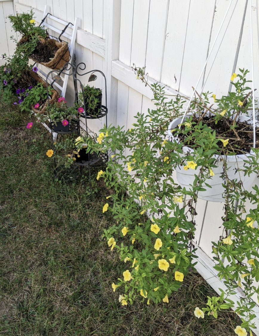 FabMeNow's tweet photo. @Maggarooo Oh @Maggarooo my heart is breaking. You brought so much light and happiness to my days. You will always be my super floofer and I will see you in every flower I see. I so wanted to be your floof hunter of the day. This is my garden for you with love. 💔🐾🌈💔🌺🌻🌹🌷🌼💐 https://t.co/yhq2cHc3Px