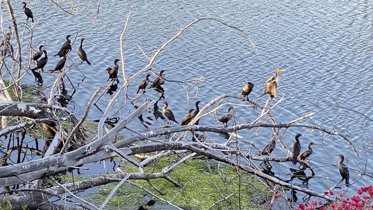 Don Beaver tweet media