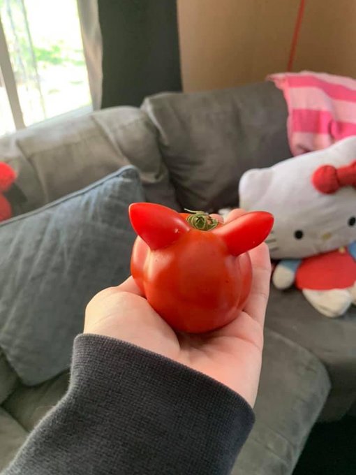 I have a very important announcement Twitter. I grew this bunny tomato BEHOLD ✨ https://t.co/Dl0ekYP<a href="/tag/mvsales"class="tags"><span>#mvsales</span></a>